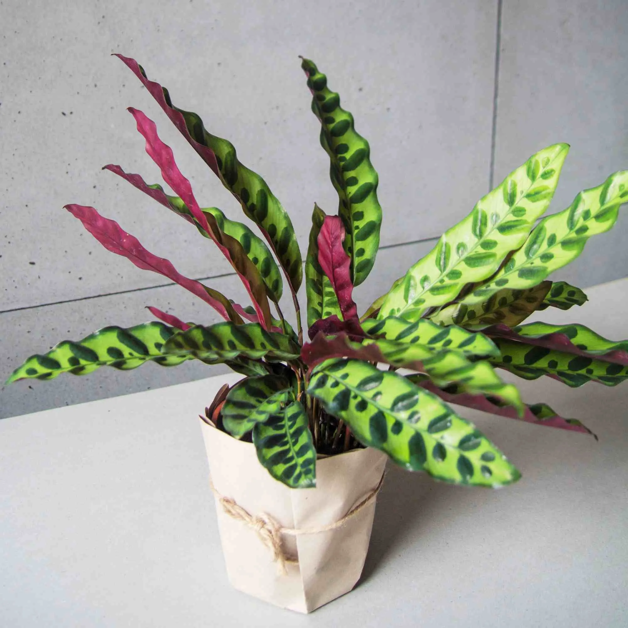 Cây Đuôi Phụng với hình dáng lá giống đuôi Phượng hoàng