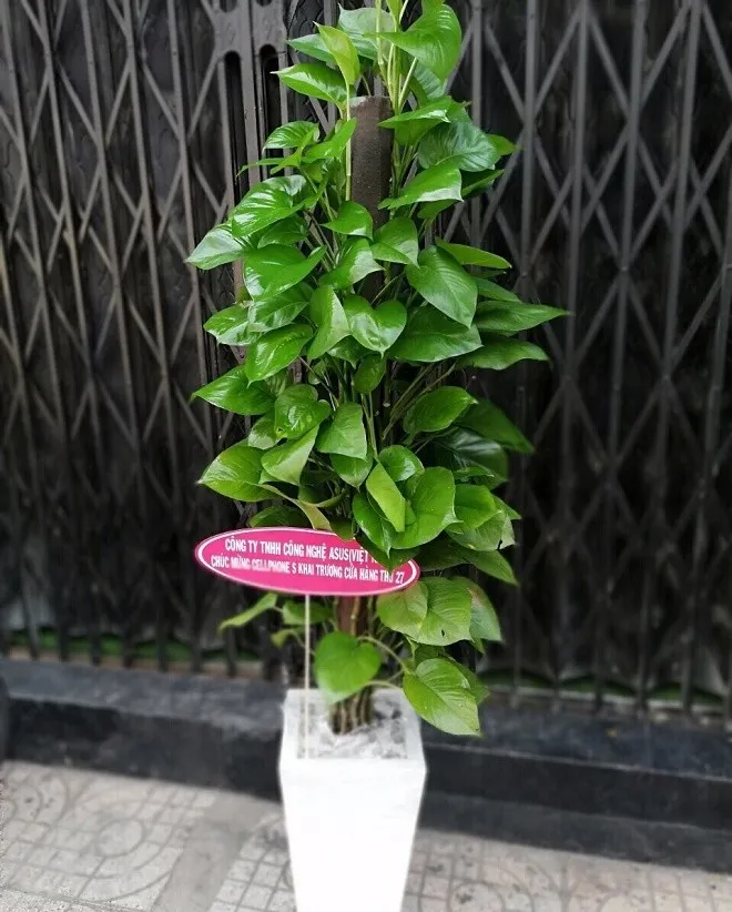 Cây Trầu Bà Xanh Leo Cột với thân cây uốn lượn quanh cột