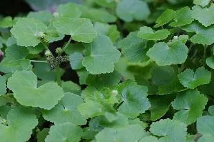 Rau Má Nhật Bản mọc lan rộng ngoài đồng ruộng