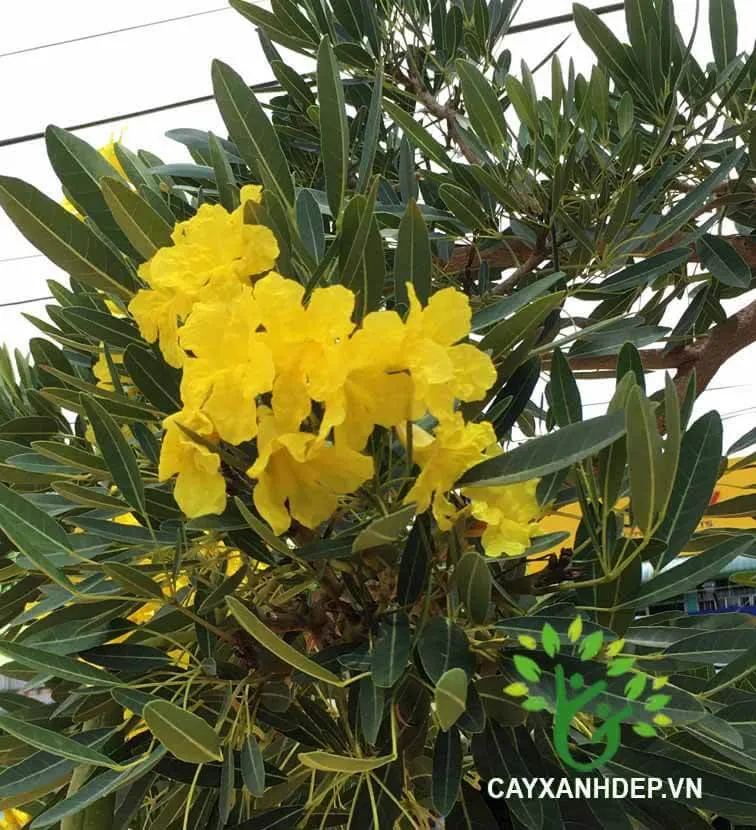 Hoa và lá Cây Chuông Vàng