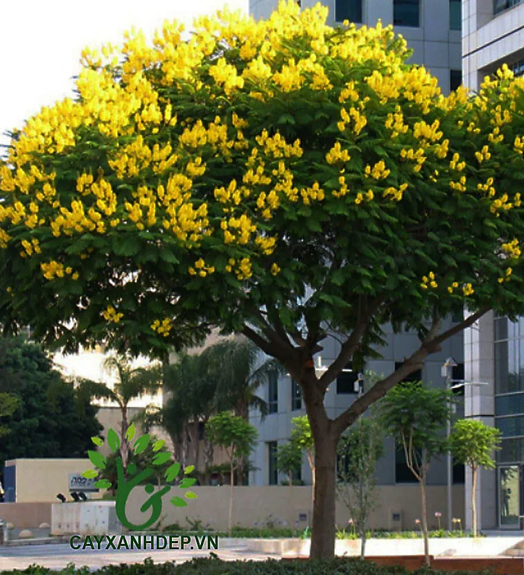 Cây Lim Xẹt với tán lá đẹp