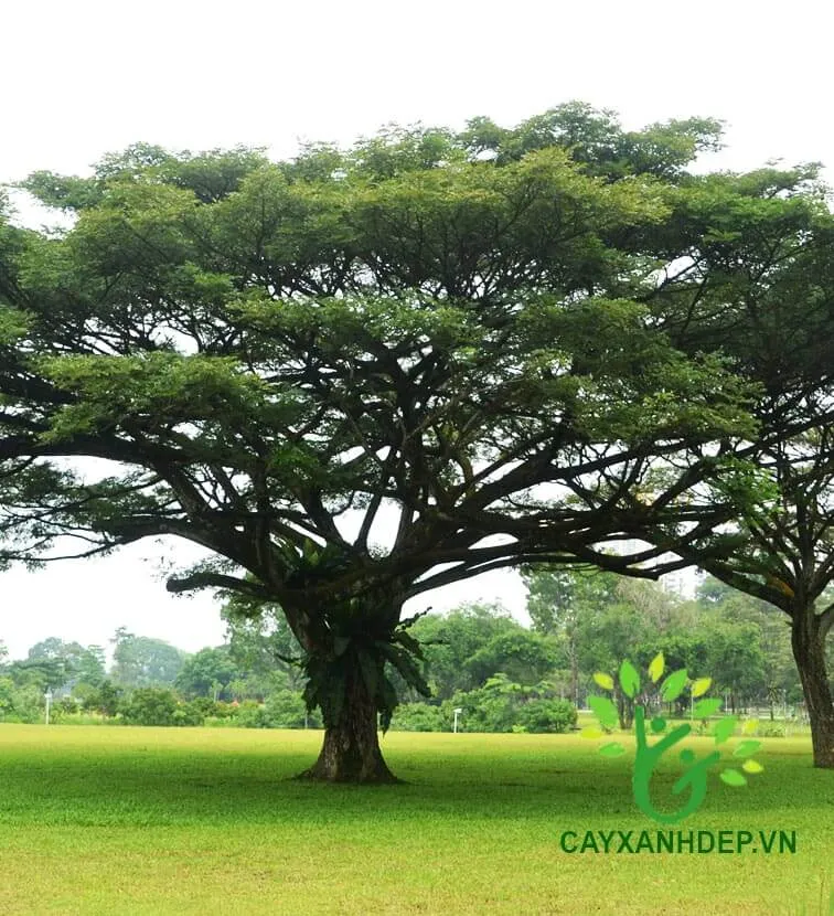 Cây Me Tây (Muồng Ngủ) thân gỗ lớn