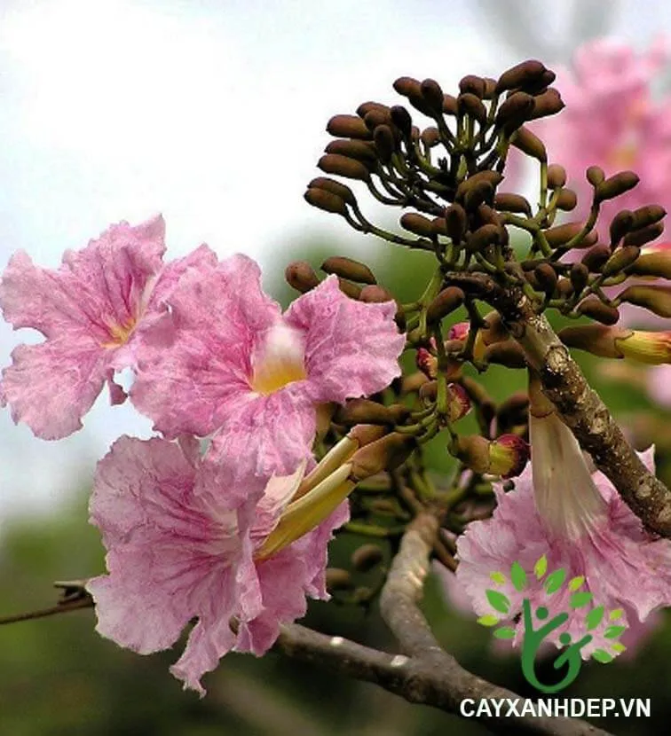 Chùm hoa Cây Kèn Hồng (Chuông Hồng)