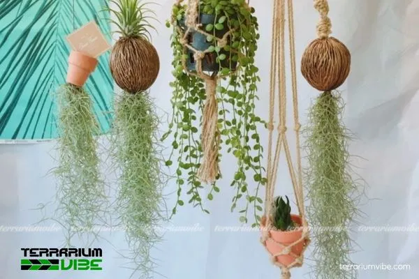 Cây không khí Tóc Tiên có hình dạng sợi mảnh màu xám xanh