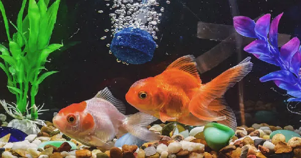 Bể cá vàng được trang trí bằng cây thủy sinh lá cứng