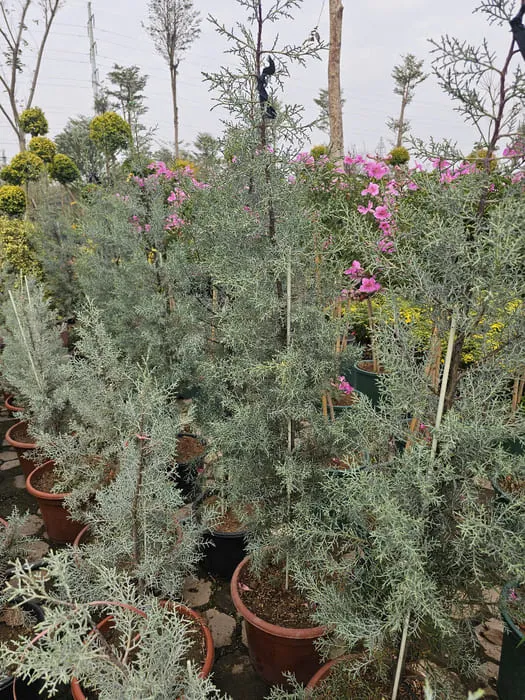 Những chậu cây Bách Băng