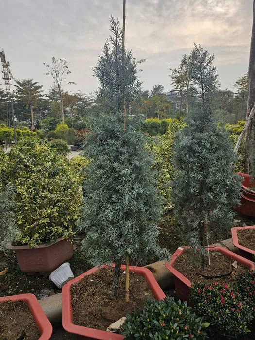 Cây Bách Băng chóp nhọn