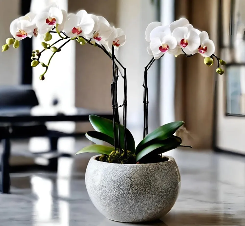 Bình hoa lan hồ điệp giúp ngôi nhà có diện mạo hoàn toàn khác biệt