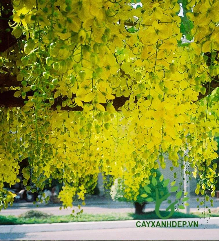 Cây Osaka Vàng (Muồng Hoàng Yến)