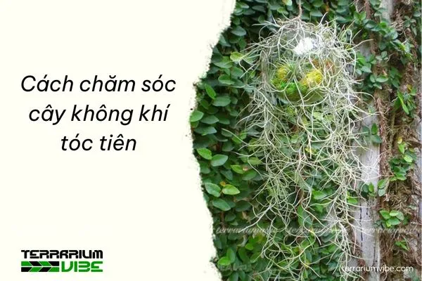 Cách tưới nước và chăm sóc cây không khí Tóc Tiên