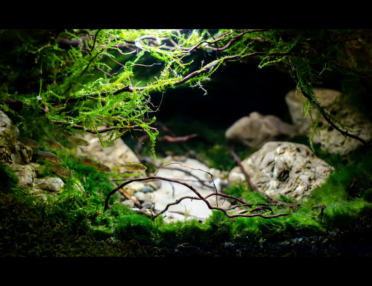 Hồ thủy sinh 40x30x30 mini đặt trên bàn làm việc