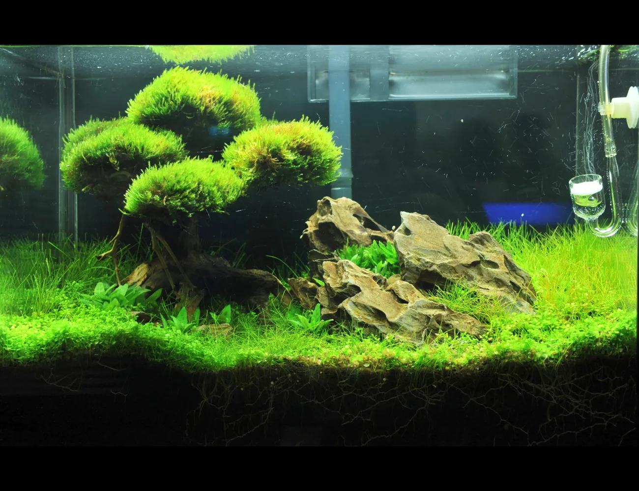 Các phụ kiện cơ bản cần thiết cho hồ thủy sinh