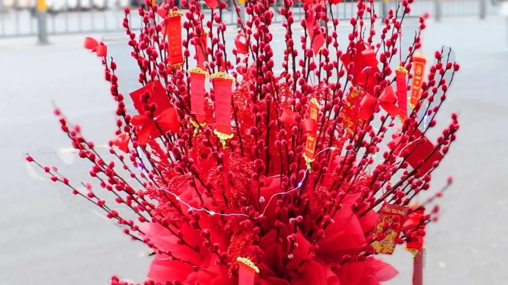 Thấy nụ tầm xuân là thấy Tết ghé qua khắp xóm làng quê hương