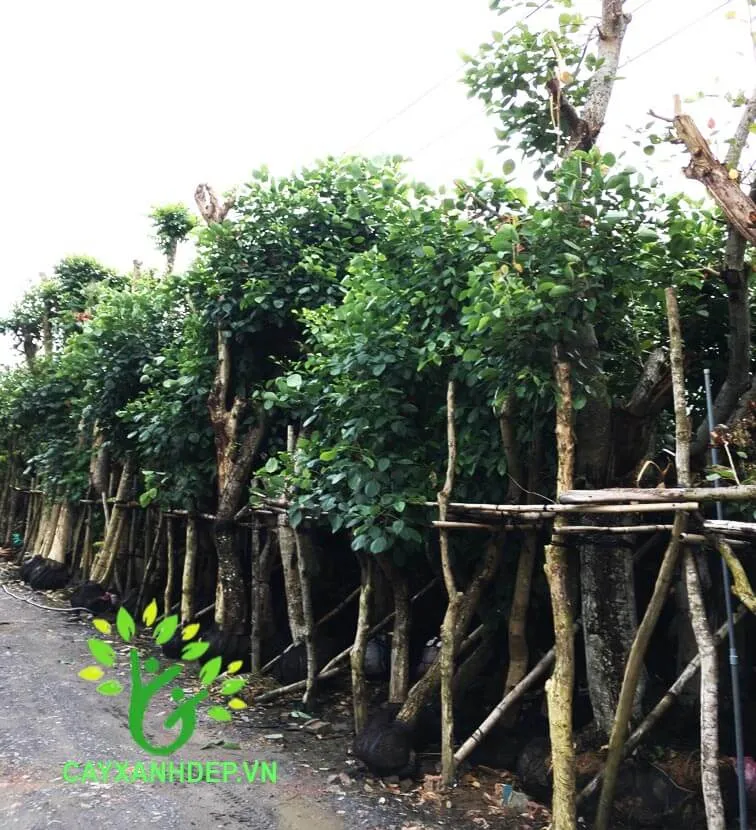 Cây Osaka Đỏ công trình