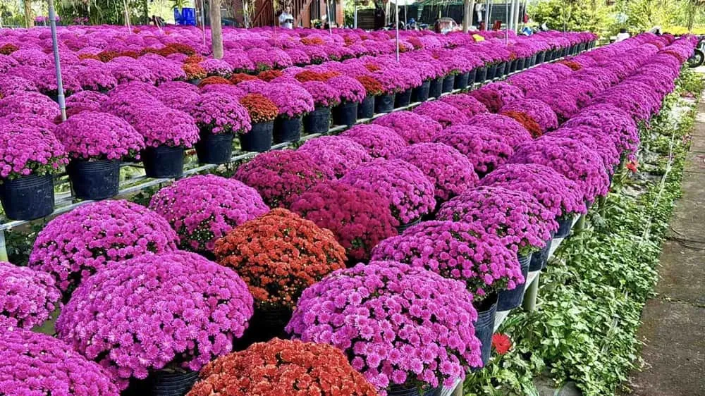 Hoa cúc đa dạng màu sắc như hồng, đỏ, độc đáo bên cạnh cúc vàng truyền thống