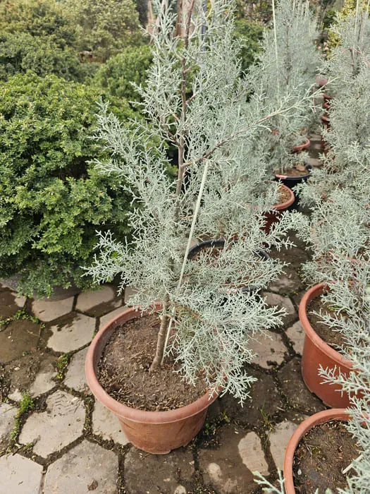 Cây bách băng màu bạc to