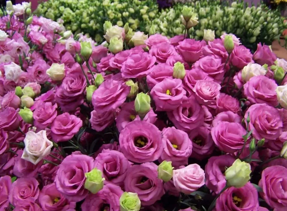 Hoa cát tường gợi lên ý nghĩa về sự tốt lành và bình an