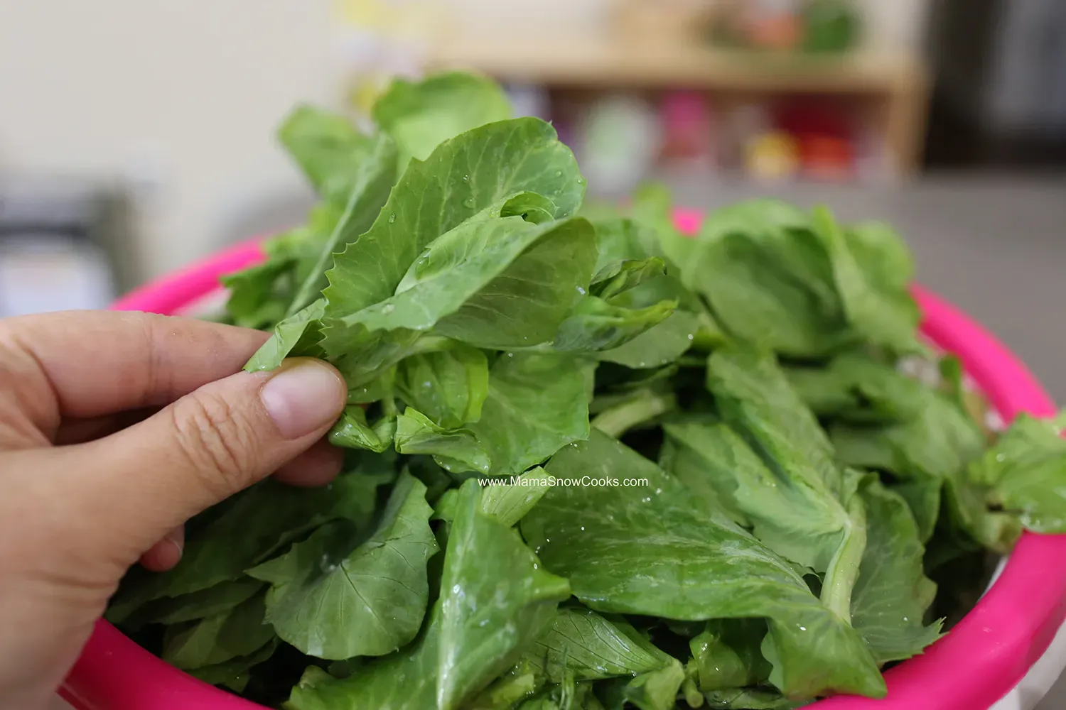 Đọt đậu Hà Lan sau khi được sơ chế và rửa sạch