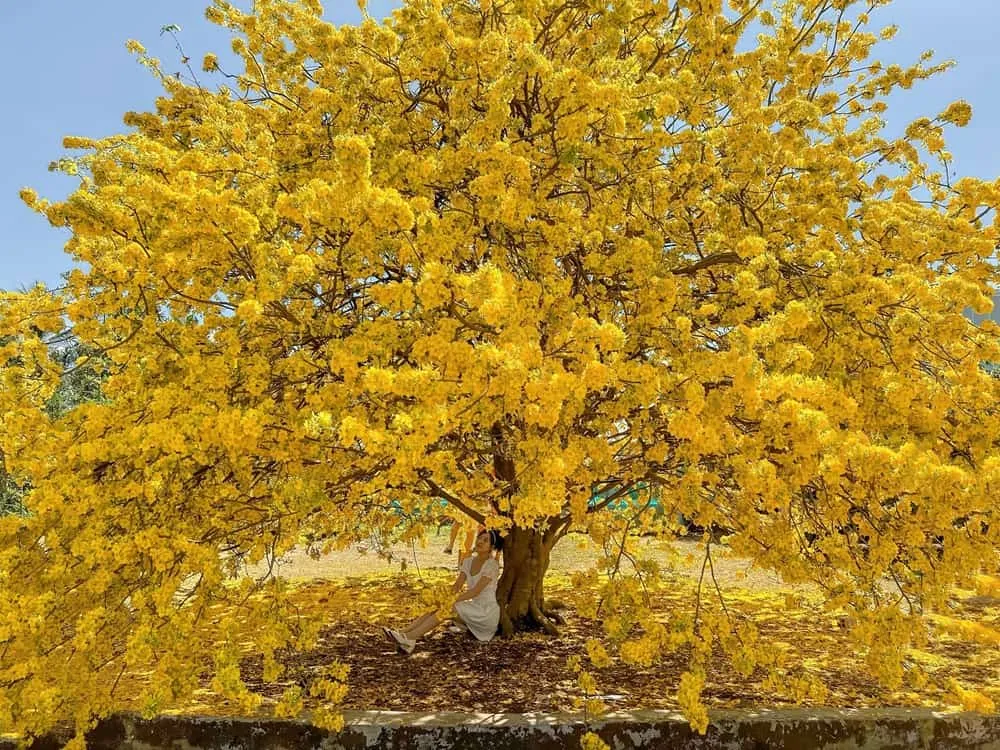 Hoa mai vàng báo hiệu năm mới tràn đầy sức sống