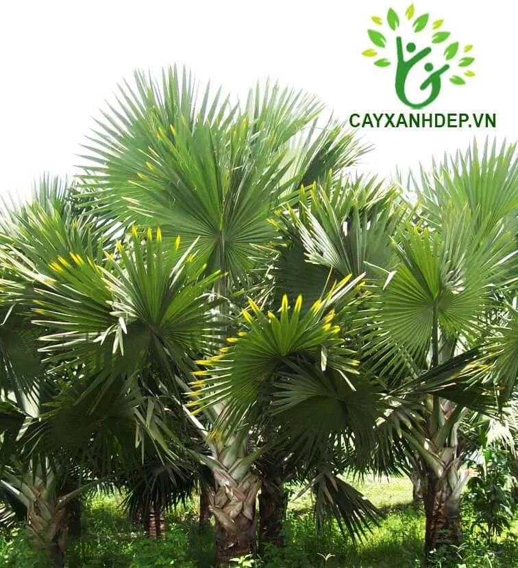 Các loại Cây Kè Xanh công trình