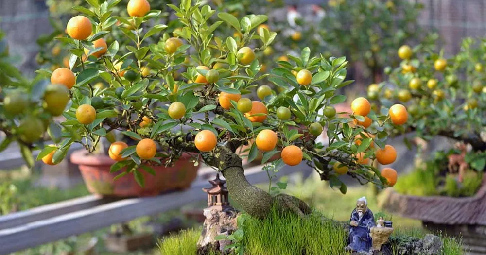 Cây quất là hình ảnh quen thuộc trong mỗi gia đình Việt vào dịp Tết