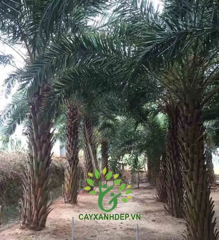 Cây Chà Là công trình