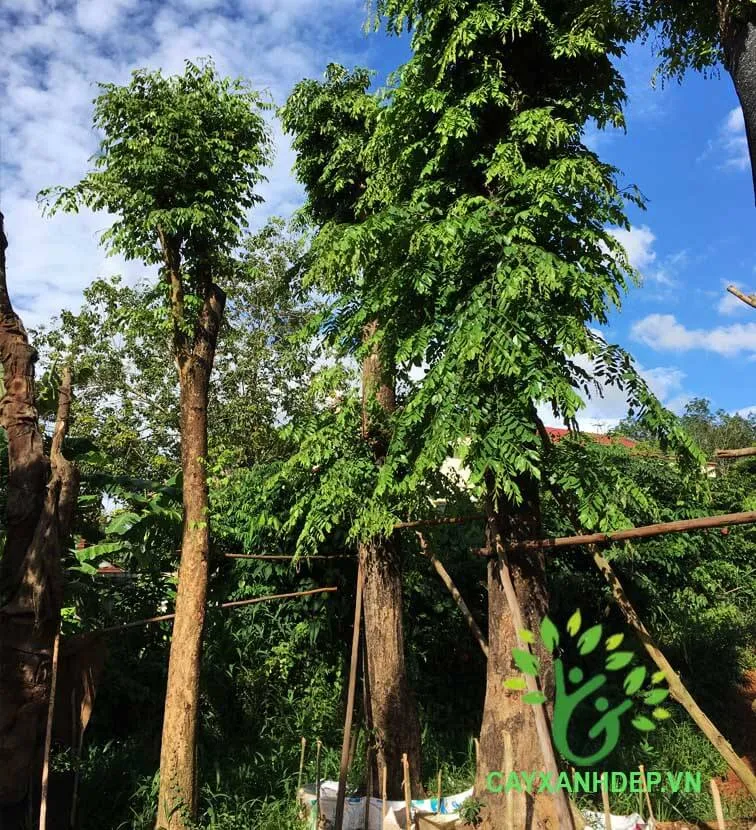 Cây Giáng Hương Rừng dáng đẹp