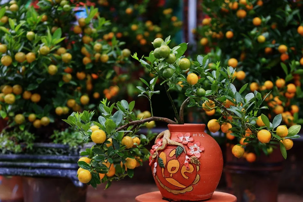 Cây quất đẹp có quả chín vàng xen lẫn quả xanh và lá xanh tươi