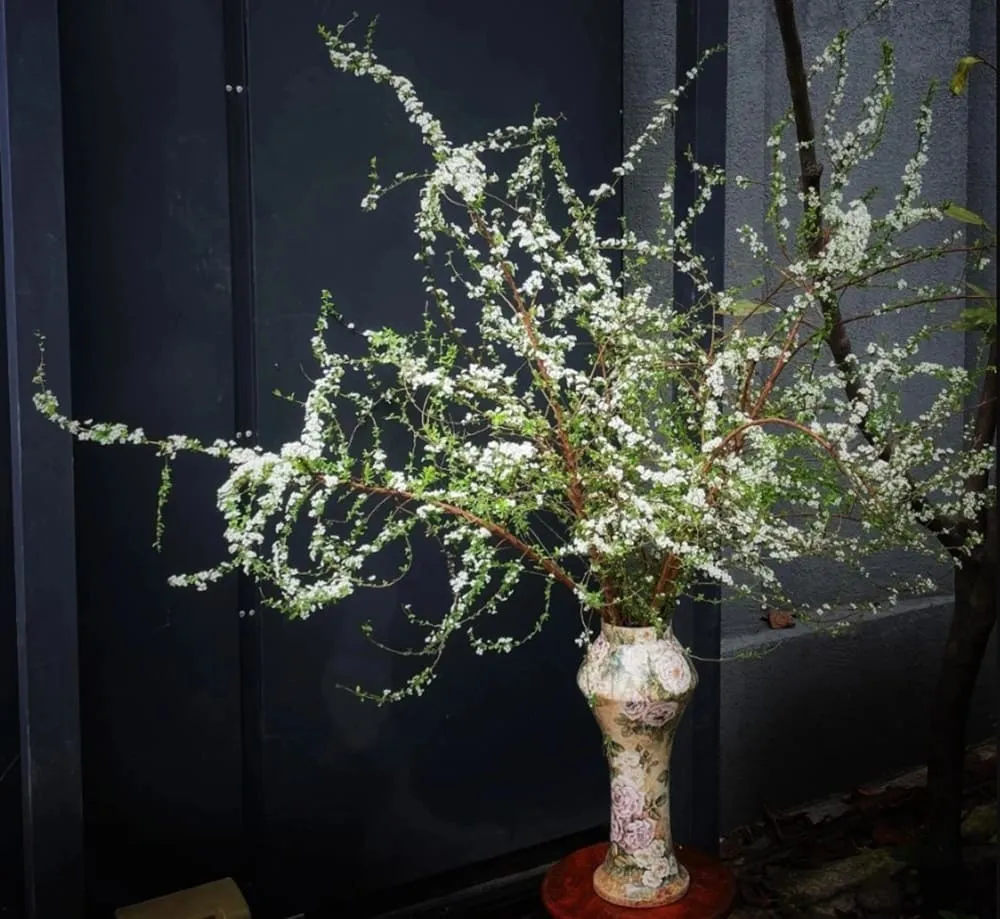 Hoa tuyết mai ngủ đông để "bung lụa khoe sắc" vào ngày xuân