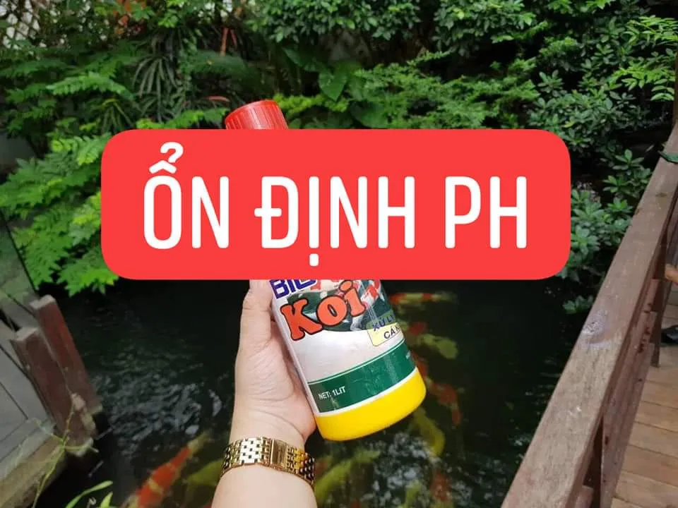 Vi sinh hấp thụ chất dinh dưỡng hòa tan, giúp nước trong và ổn định pH