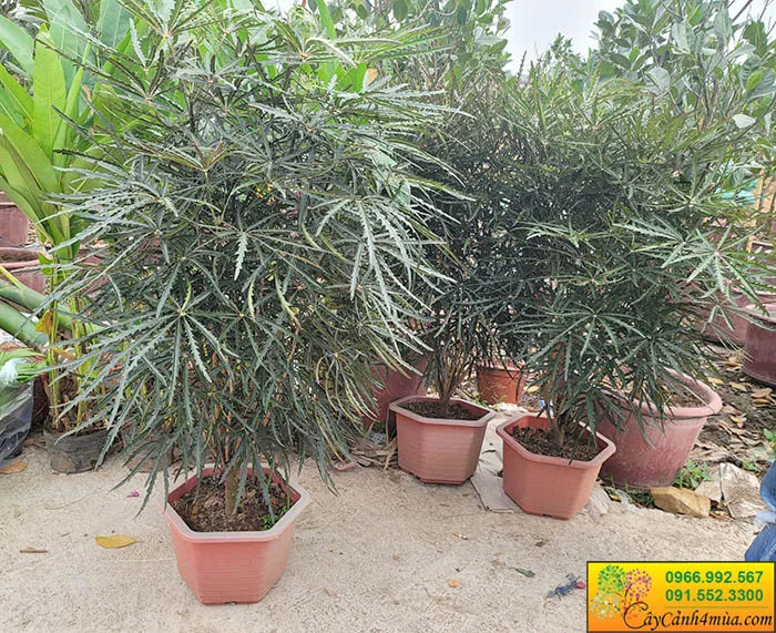 Toàn cảnh cây Khổng Tước trồng trong vườn