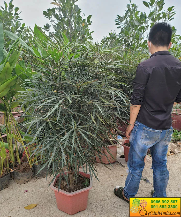 Cây Khổng Tước lá đỏ, chiều cao 1m2