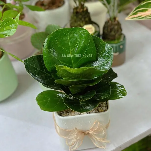 Chậu Cây bàng Singapore