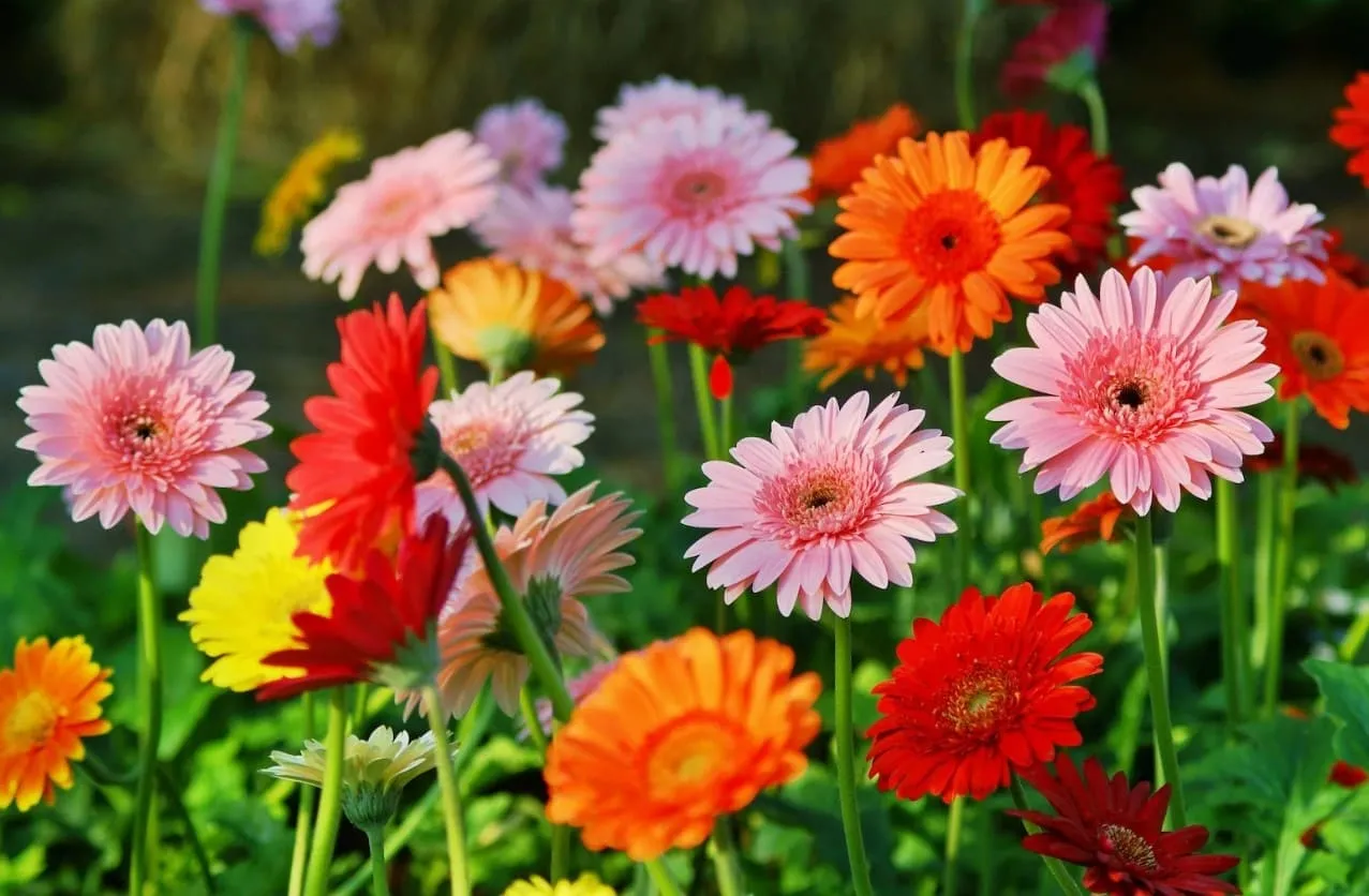 Hoa đồng tiền tượng trưng cho tài lộc, may mắn và khởi đầu thuận lợi