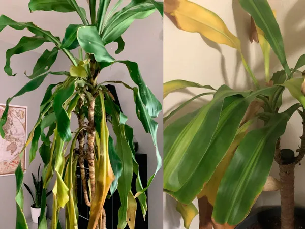 Cây phát tài bị vàng lá héo úa do thối rễ