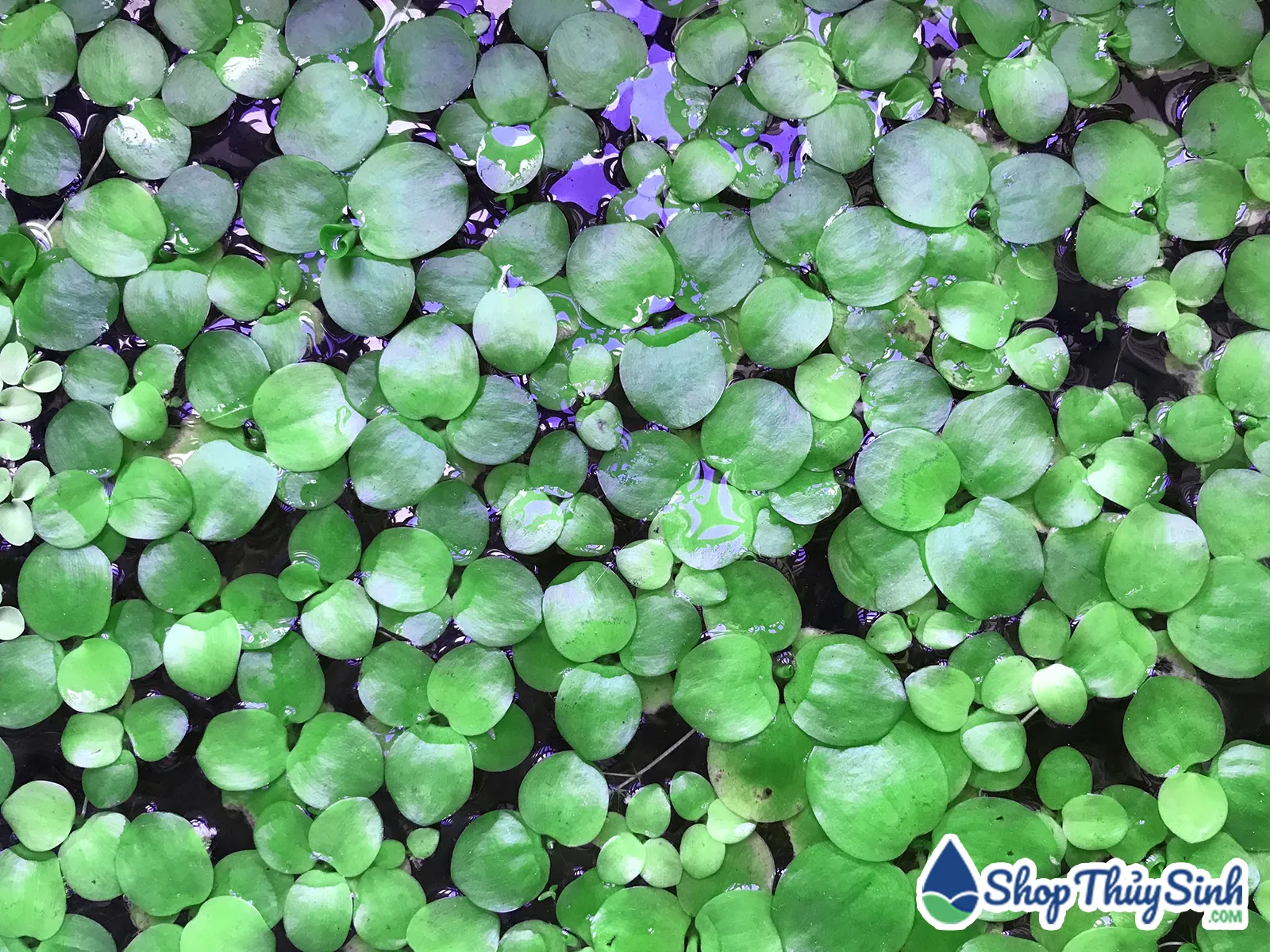 Bèo Nhật (Water Hyacinth) nổi trên mặt nước hồ cá ngoài trời