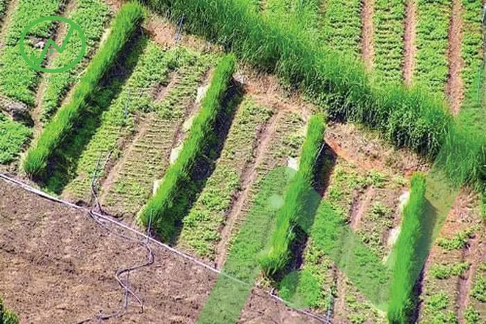 Hệ thống rễ cây giúp giữ đất, ngăn ngừa lũ lụt và xói mòn