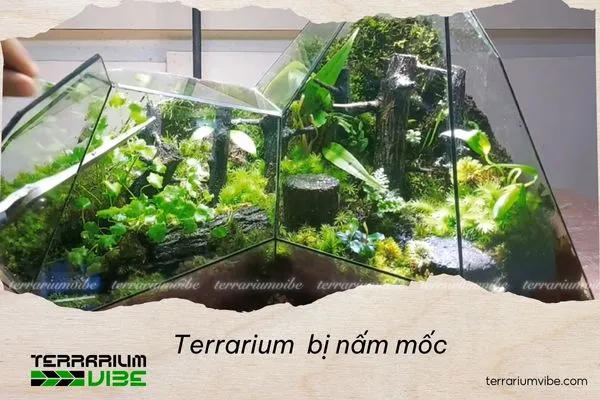 Bình terrarium xuất hiện nấm mốc
