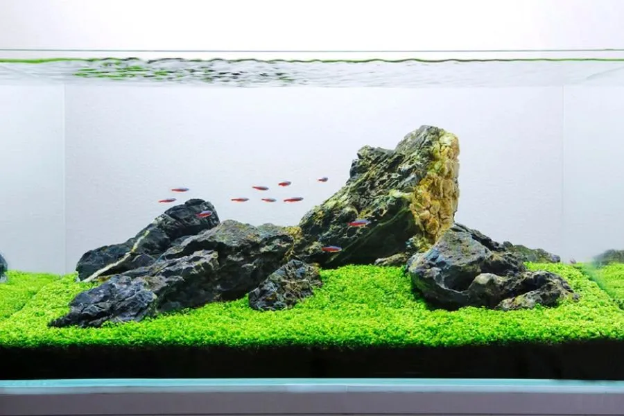 Bơm nước và châm vi sinh cho hồ mới.