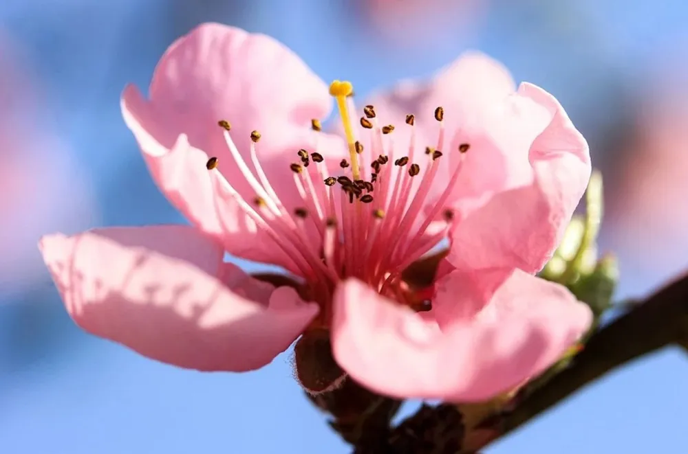 Bông hoa đào báo hiệu mùa xuân đang đến, làm dịu đi cái lạnh ngày đông
