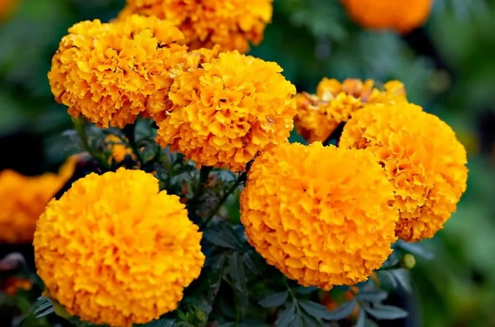 Hoa vạn thọ biểu tượng của sự trường tồn, gửi lời chúc năm mới thuận lợi