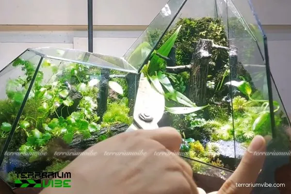 Các cách phòng ngừa terrarium xuất hiện nấm mốc