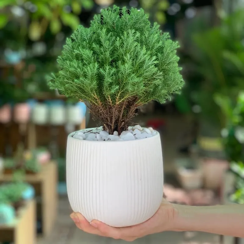 Cây Tùng Bồng Lai mang ý nghĩa may mắn, thịnh vượng cho người mệnh Thủy