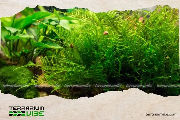 Một trong các loại rêu thủy sinh không cần CO2 phổ biến nhất