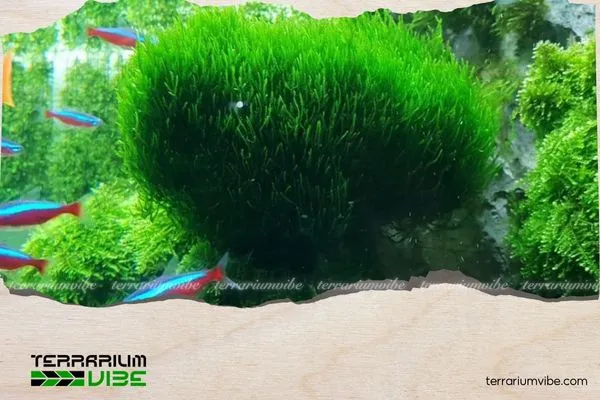 Một số lưu ý khi trồng rêu thủy sinh không cần CO2