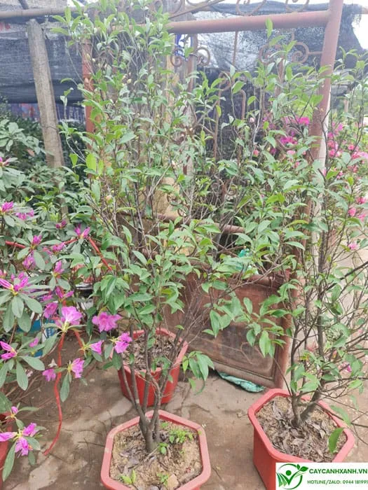 Phương pháp chăm sóc cây lan tiêu giúp cây ra hoa lớn và đẹp