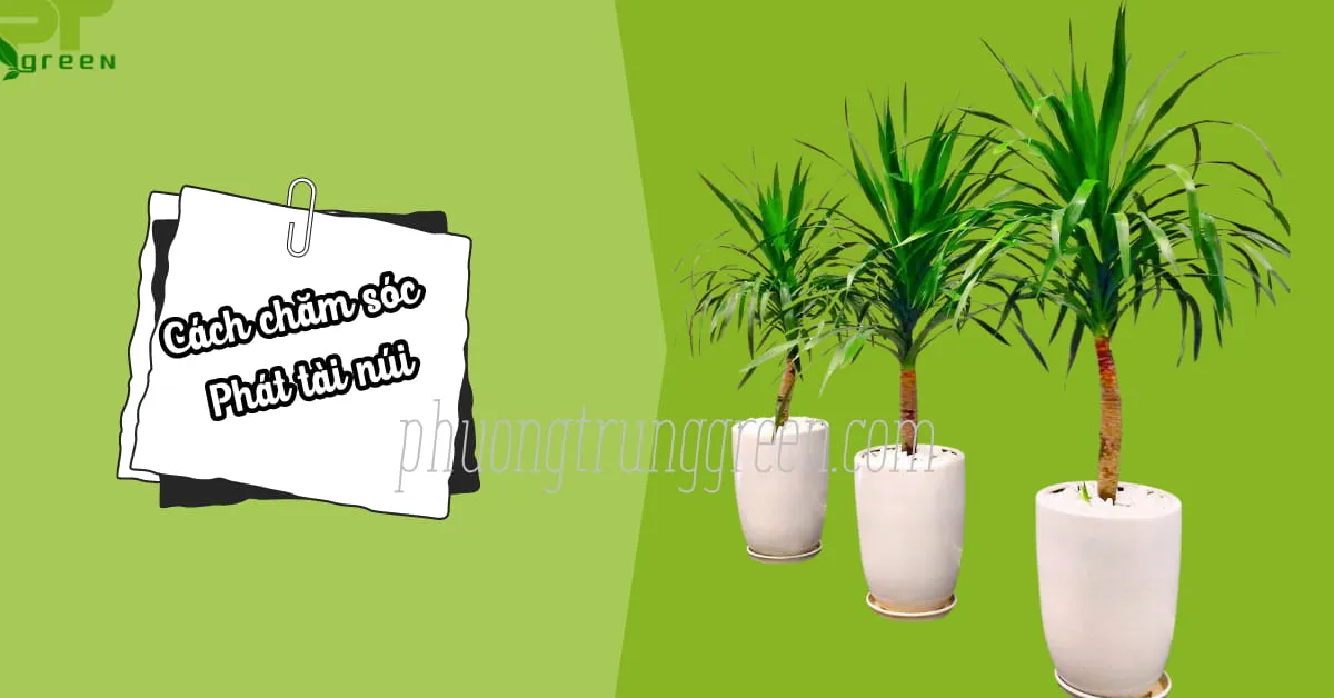 Hướng dẫn chăm sóc Phát Tài Núi tại nhà