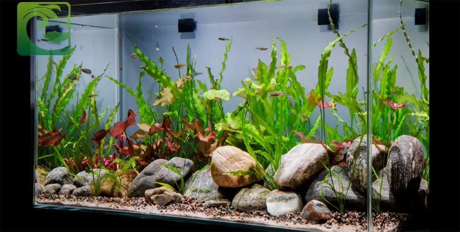 Một bể thủy sinh nhỏ trồng nhiều loại cây thủy sinh xanh tươi, không cần CO2