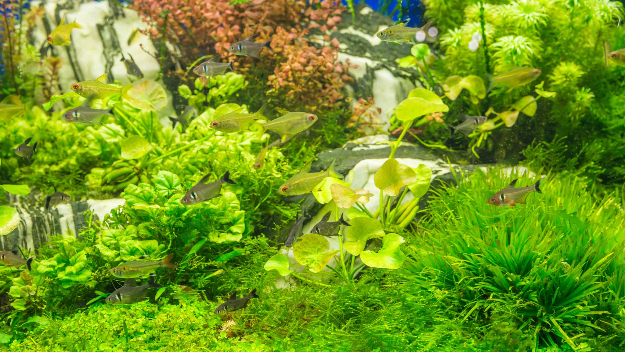 Hình ảnh minh họa cách trồng và chăm sóc cây thủy sinh bán phần