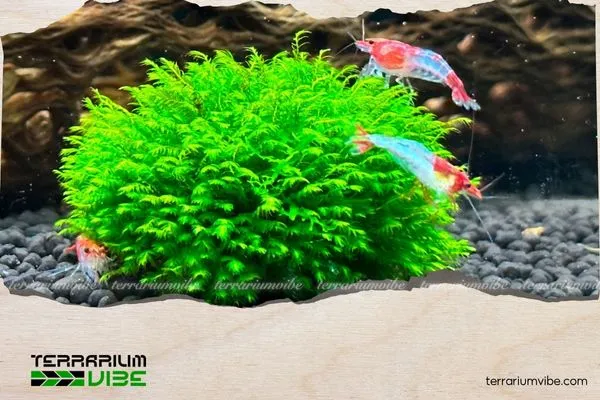 Lưu ý khi chăm sóc Minifiss